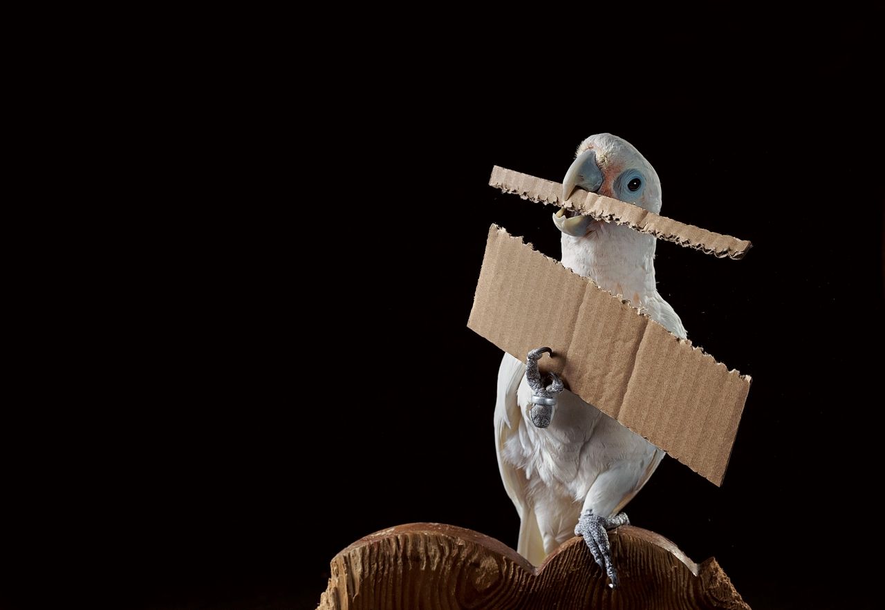 ที่สถานีวิจัยนกในออสเตรีย  ฟิกาโร นกช่างประดิษฐ์ อวดอุปกรณ์ที่มันทำขึ้นมาเพื่อเก็บเมล็ดมะม่วงหิมพานต์ เครื่องมือ ชิ้นแรกที่มันทำเป็นชิ้นไม้ไผ่เพื่อเขี่ยกรวดที่มันทำตกออกนอกกรง