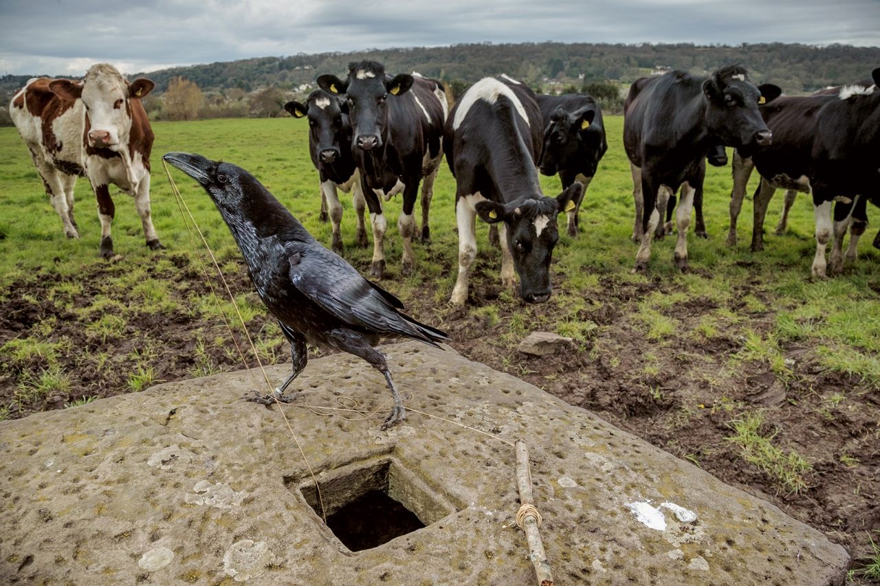 แบรนซึ่งเป็นกาเรเวนที่ครอบครัวบั๊กเลี้ยงไว้  ใช้เวลาประมาณ 30 วินาทีในการคิดหาวิธีเอาเนื้อจากปลายเชือก มันต้องใช้จะงอยปากดึงขึ้นมา  และยึดไว้ด้วยเท้าไปพร้อมกัน “กาเรเวนมีความสามารถในการคิดทบทวนสิ่งที่มันจะทำอยู่ในใจ และคาดคะเนผลของการกระทำนั้น” นักวิจัยนกในวงศ์กา เบิร์นด์ ไฮน์ริค และทอมัส บุกเนียร์ กล่าว