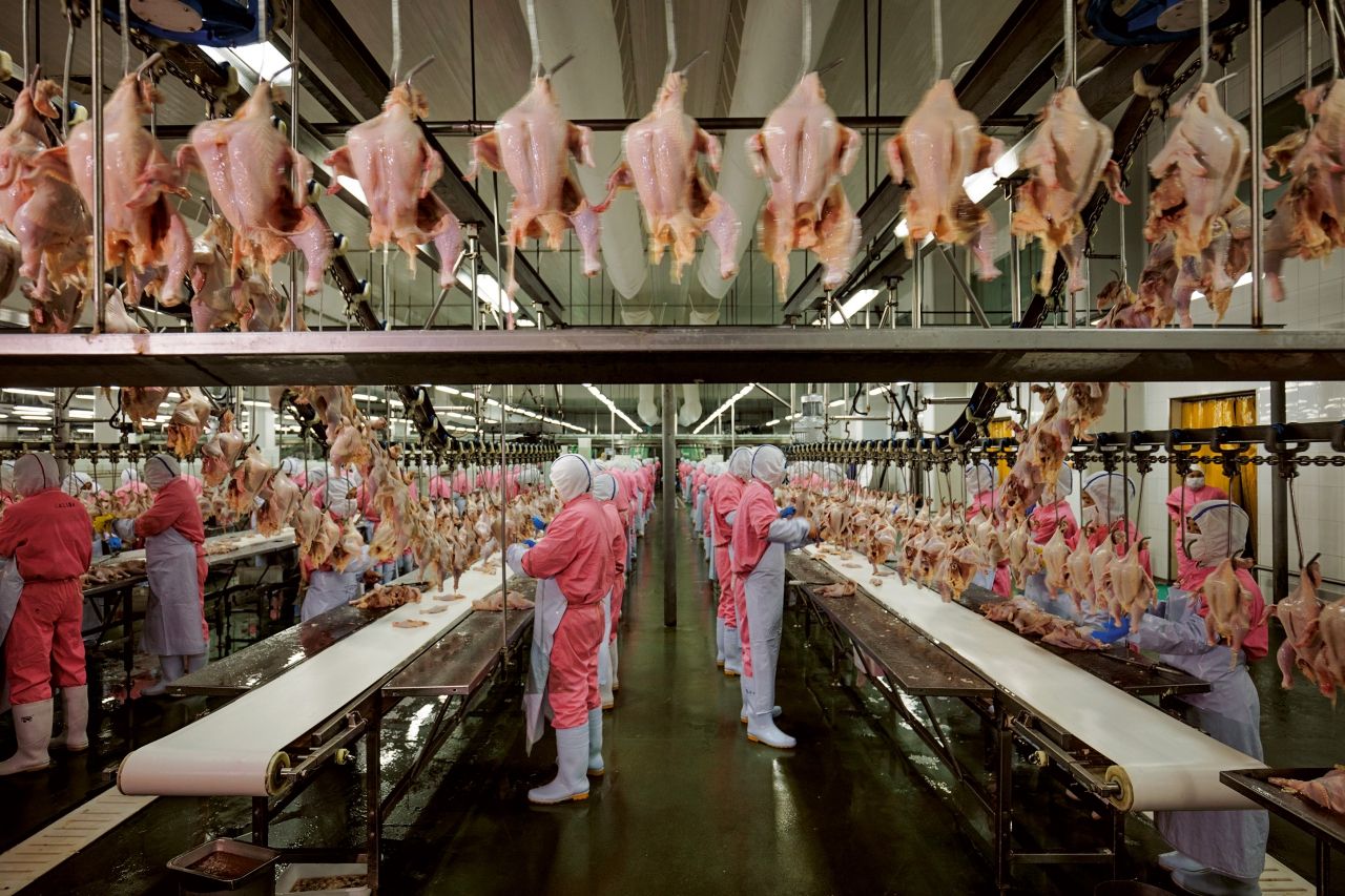 โรงงานแปรรูปไก่ทางตะวันตกเฉียงเหนือของนครเซี่ยงไฮ้ ซึ่งจัดว่าใหญ่ที่สุดแห่งหนึ่งของจีน ว่าจ้างคนงานราว 2,000 คน และจัดการกับไก่ราว 13,700 ตัวต่อชั่วโมง โรงงานซึ่งดำเนินงานโดยซีพีกรุ๊ป บรรษัทข้ามชาติสัญชาติไทยแห่งนี้ ผลิตเนื้อไก่ส่งให้เครือข่ายร้านอาหารฟาสต์ฟู้ด