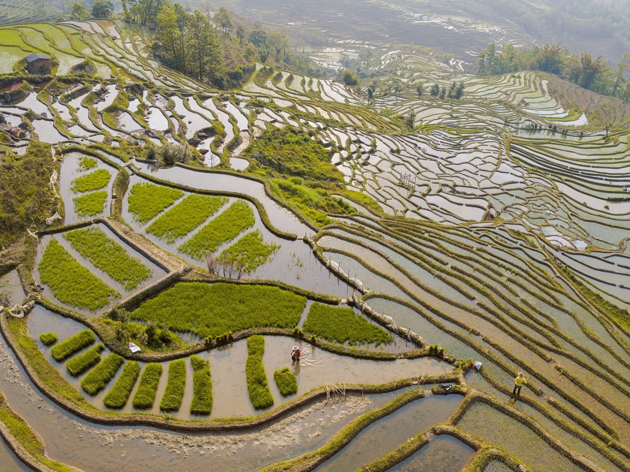 ในฤดูใบไม้ผลิ เกษตรกรจะดำกล้าลงในแปลงนาขั้นบันไดเหลาหู่จุ้ย ซึ่งเป็นวิถีเกษตรดั้งเดิม ชาวนาบางคนยังคงใช้ควายไถพรวนดิน จีนหันไปทำเกษตรที่ปรับให้เป็นระบบอุตสาหกรรมมากขึ้น แต่เกษตรกรรายย่อยยังมีบทบาทสำคัญอยู่