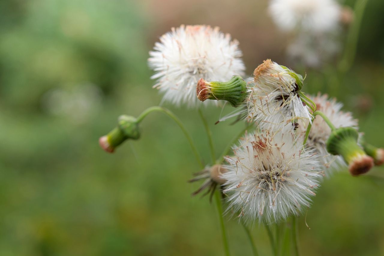 หญ้าดอกขาว ช่วยลดความอยากบุหรี่