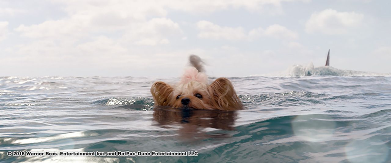 ทายซิว่าหมาน้อยของเราจะรอดไหม?