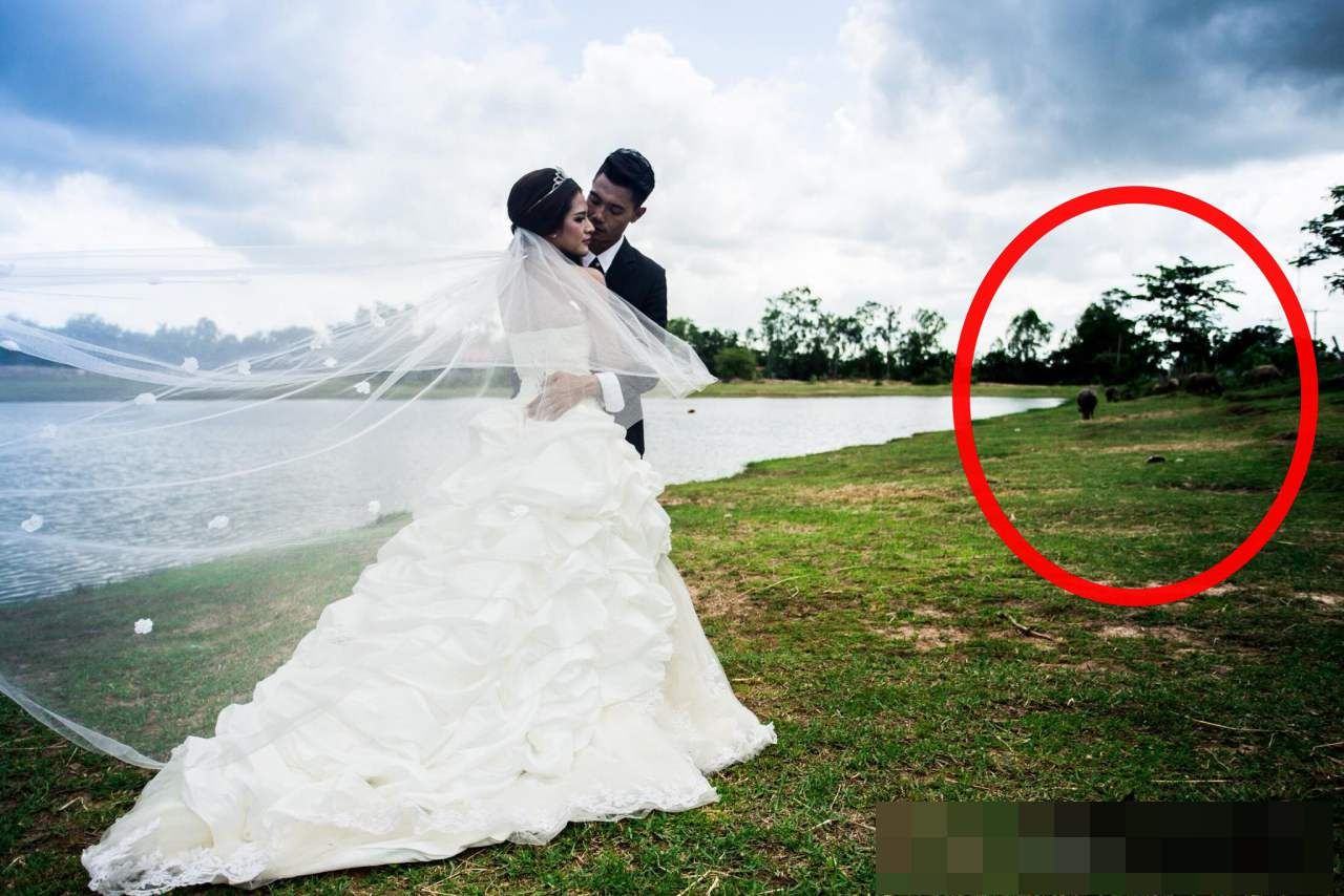 ติดภาพควายในเฟรมมาด้วย