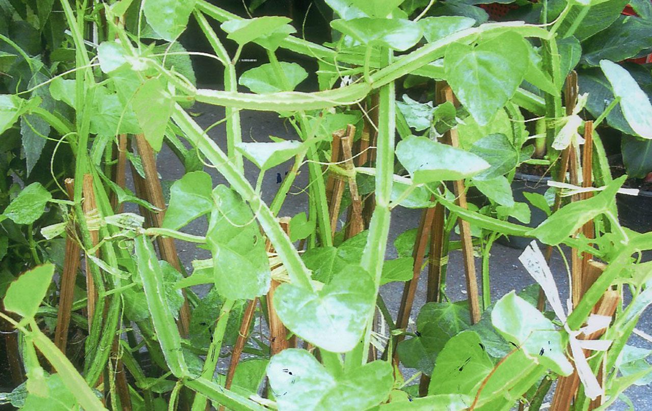 เพชรสังฆาต