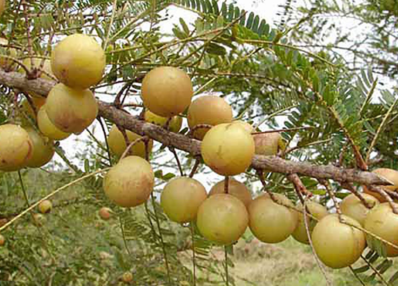 มะขามป้อม