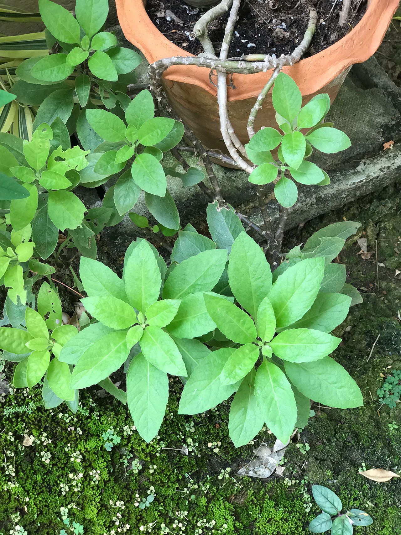 แปะตําปึง