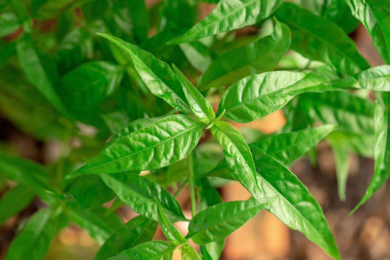 ว่านง็อก หรือพญาวานร