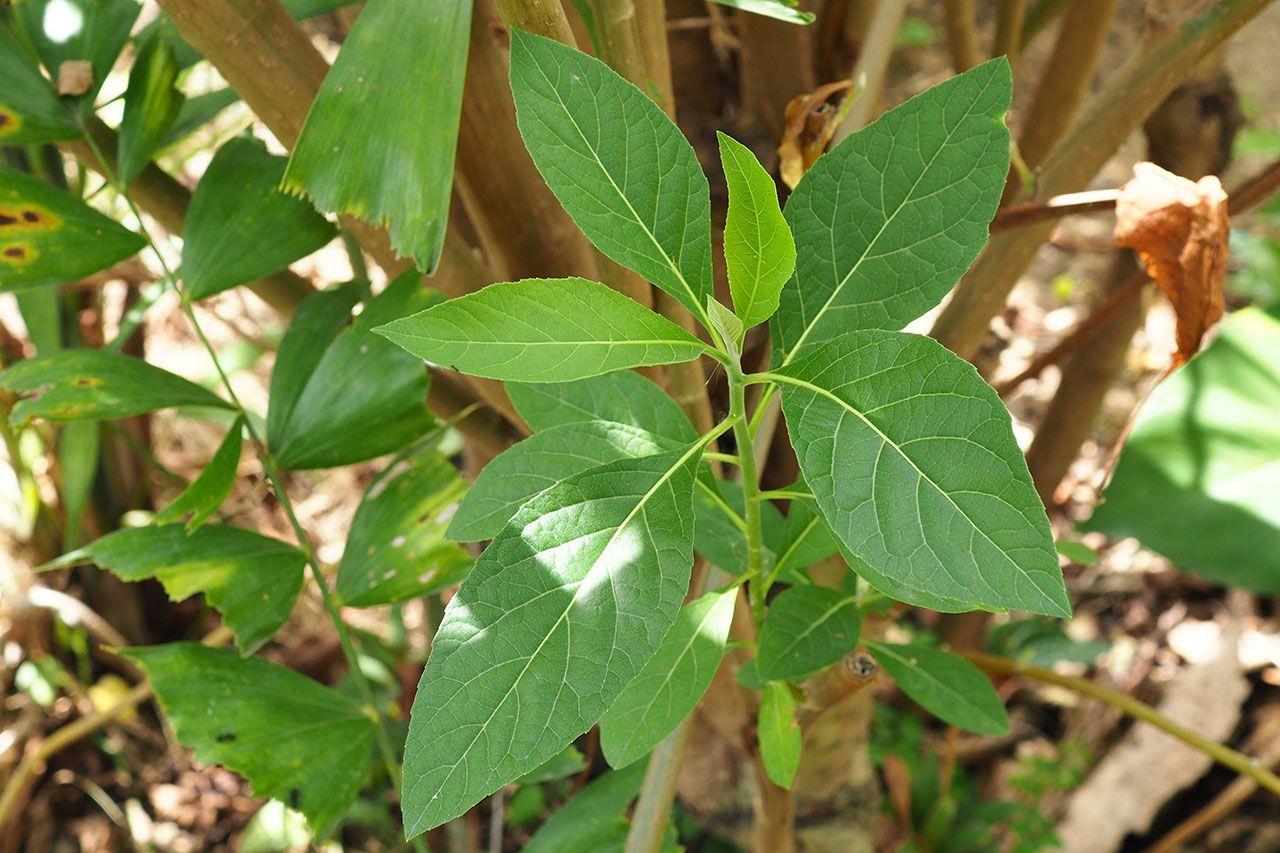 หนานเฉาเหว่ย หรือ ป่าช้าเหงา