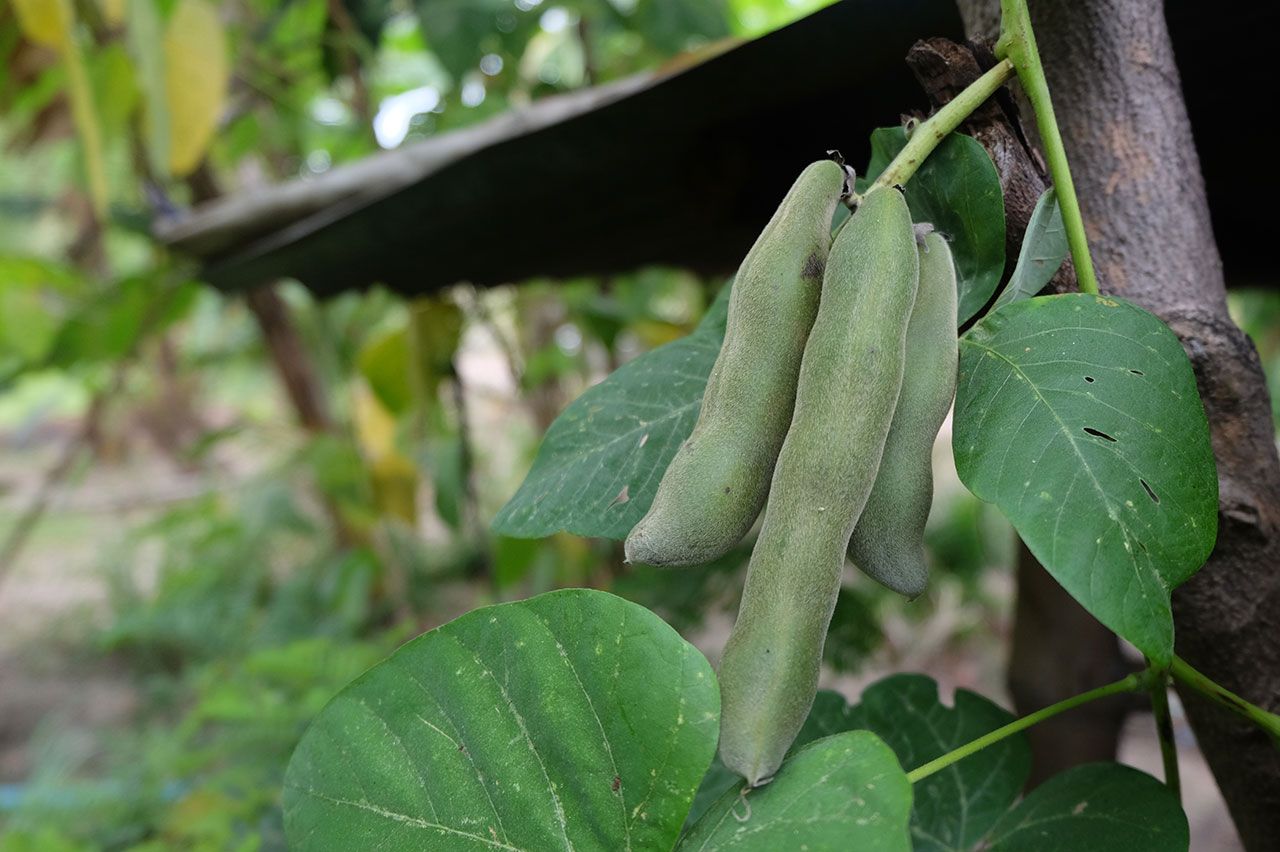 หมามุ่ย