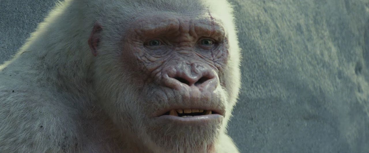 จอร์จ กอริลลาเผือก ที่โดดเด่นไม่แพ้ ดเวย์น จอห์นสัน