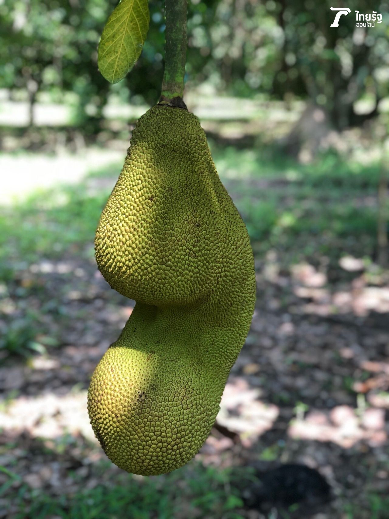 อีกหนึ่งพันธุ์ผลไม้หายาก ที่สวนอนุรักษ์ไว้ 