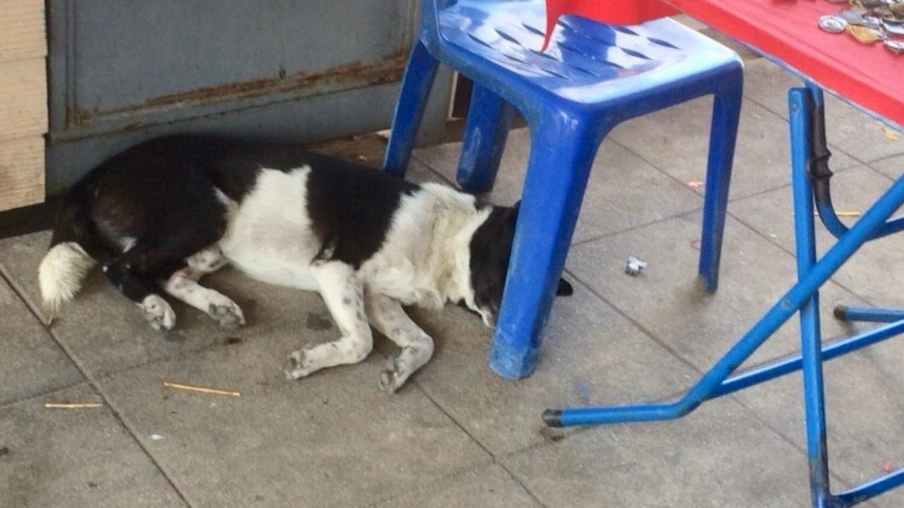 สุนัขชื่อไอ้จ๊อด