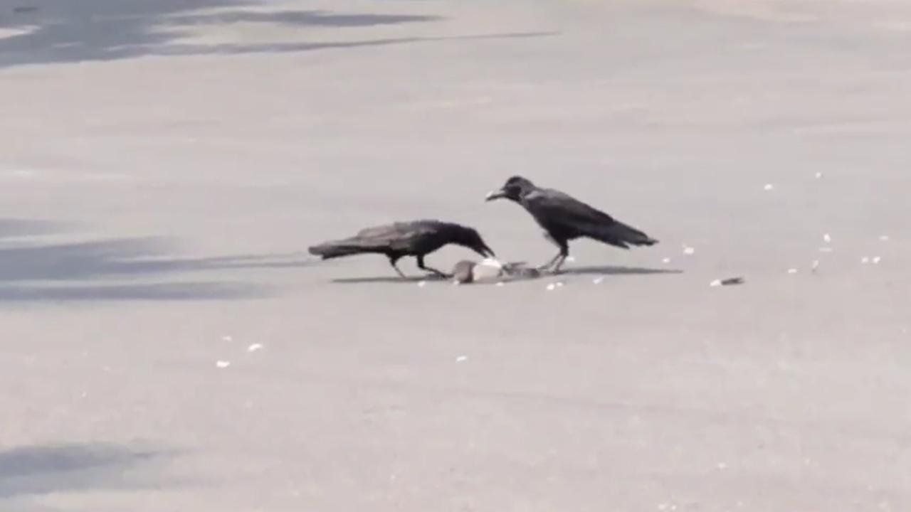 (อีกาจิกกินซากนกพิราบ)