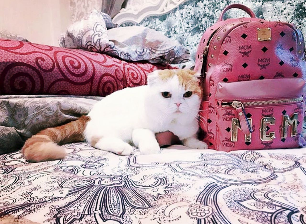 กระเป๋าสุดรัก