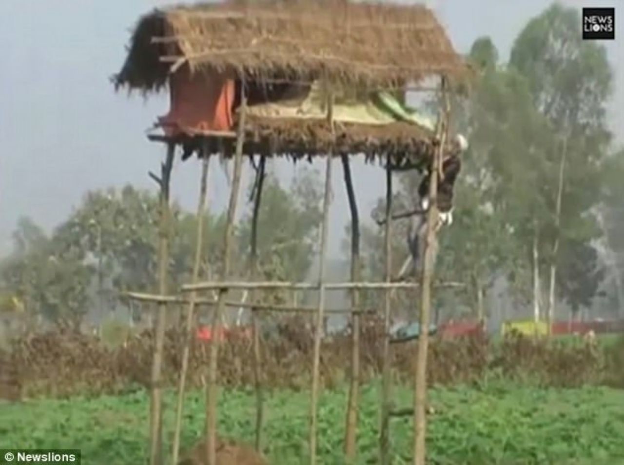 ชาวบ้านพยายามปีนขึ้นที่สูงเพื่อหนีเสือ