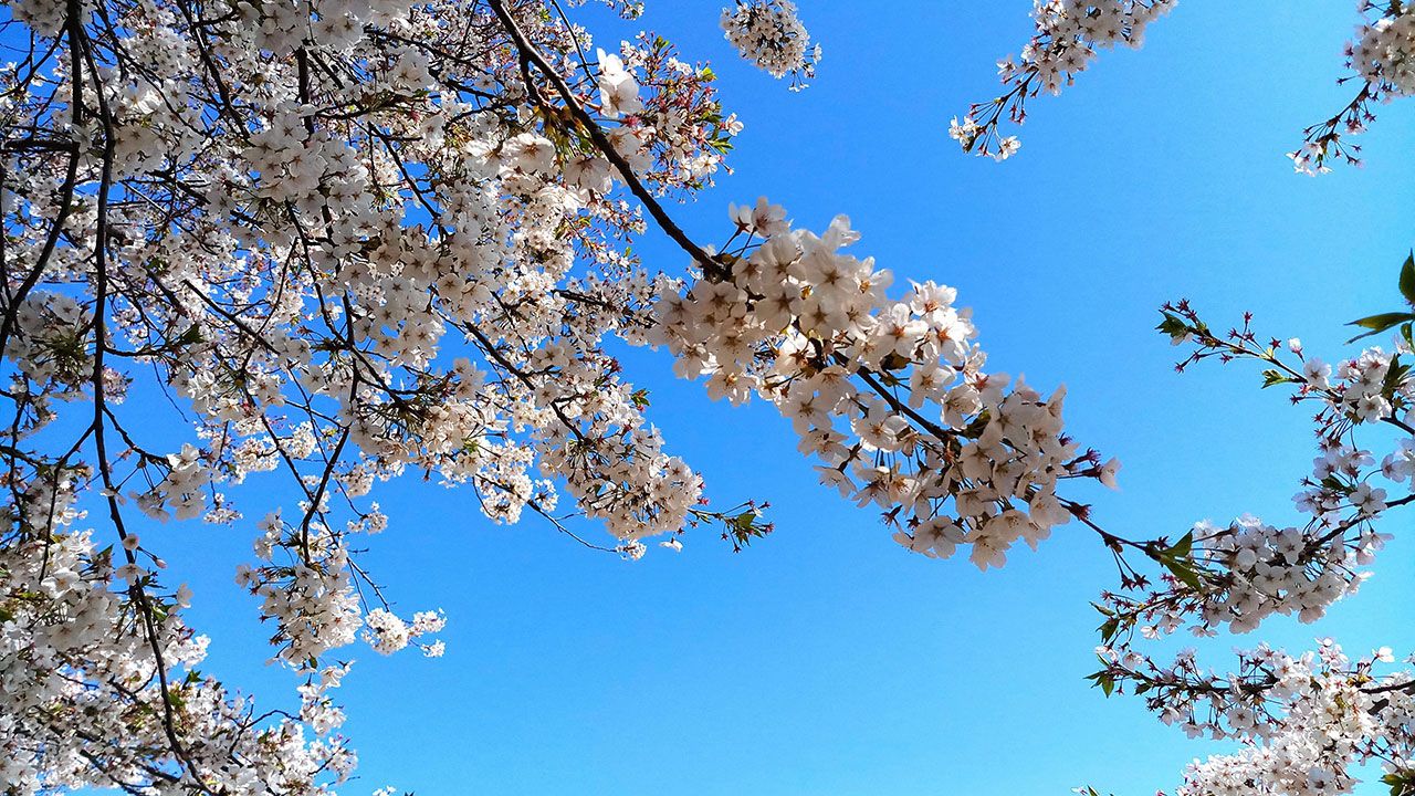 ดอกซากุระ Yeouido Park