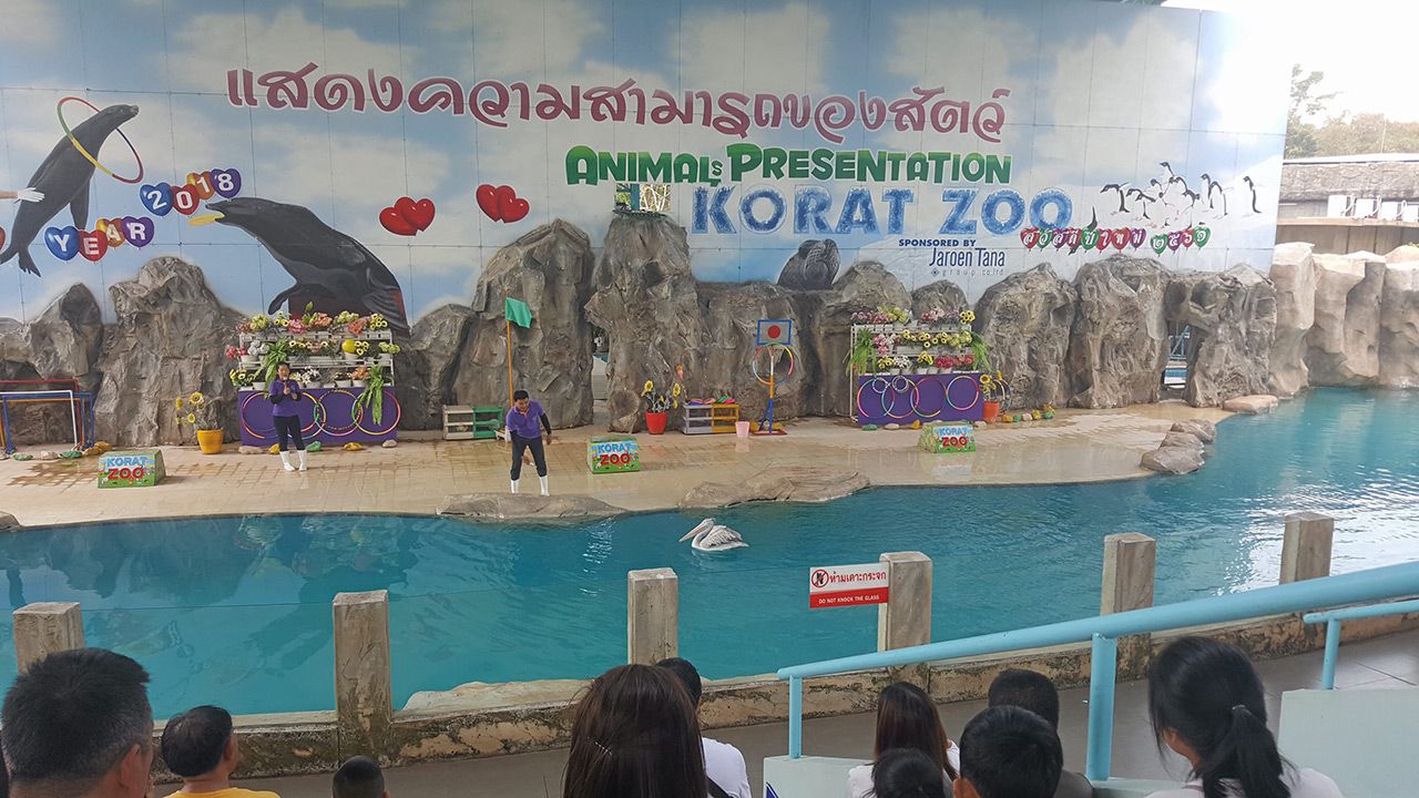 นกกระทุงในการแสดงโชว์.