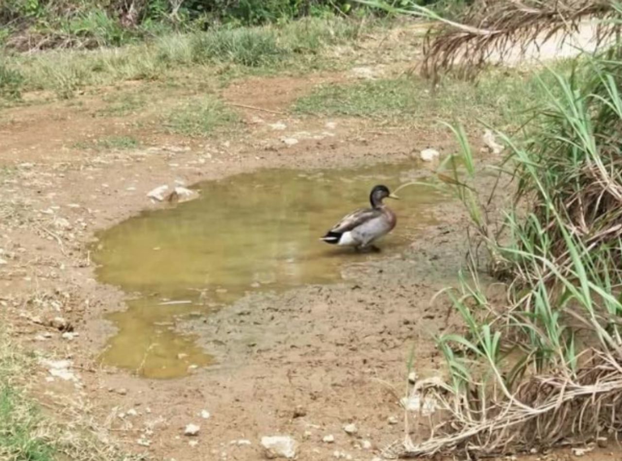 เป็ด ทรีเวอร์ อยู่ตัวเดียวเหงาๆบนเกาะนีวเวมานานนับปี 