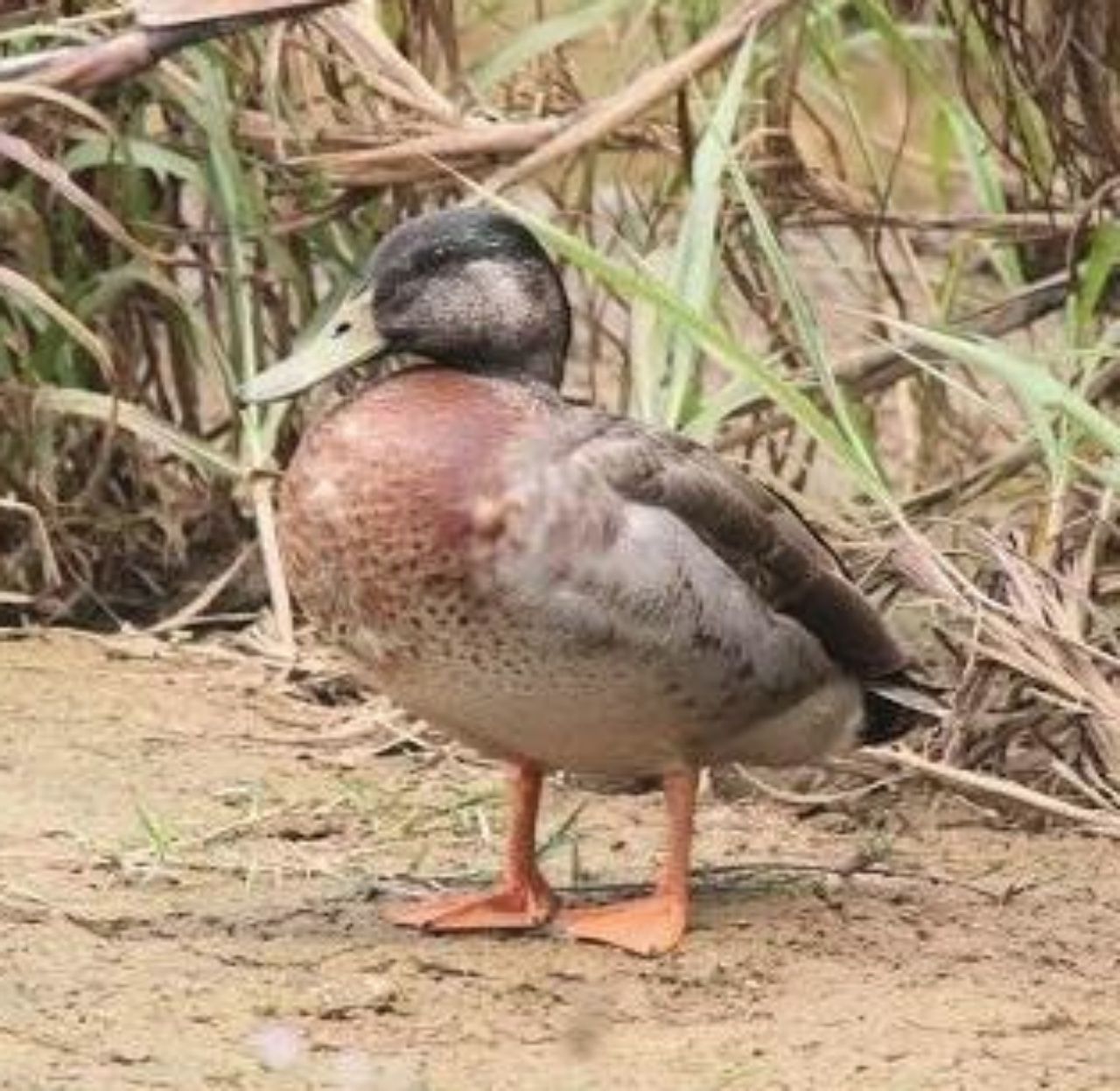 เป็ด ทรีเวอร์ บนเกาะนีวเว ถูกยกให้เป็นเป็ดโดดเดี่ยวที่สุดในโลก