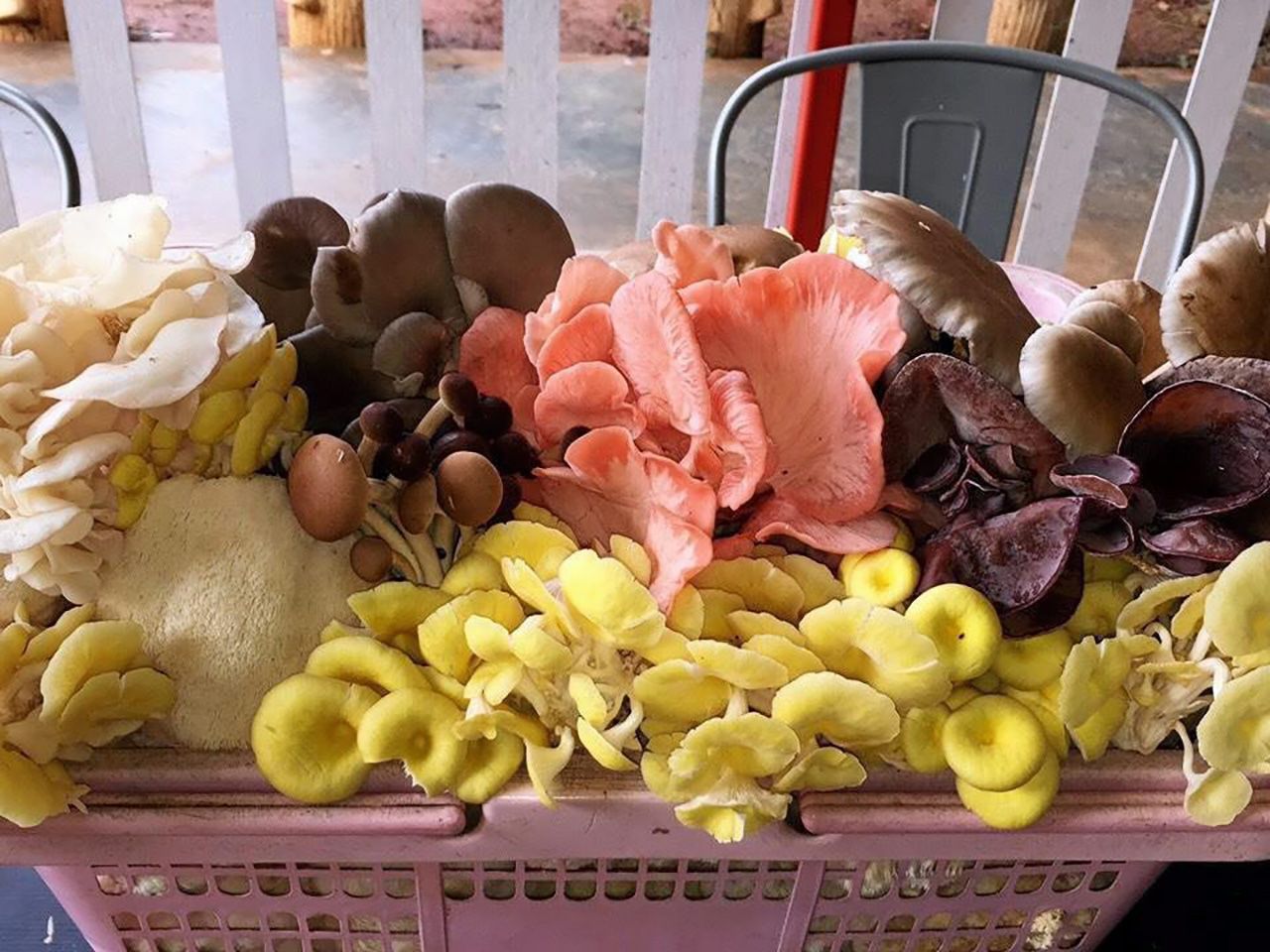 เห็ดนานาชนิด จากเขาใหญ่ พาโนราม่า ฟาร์ม.