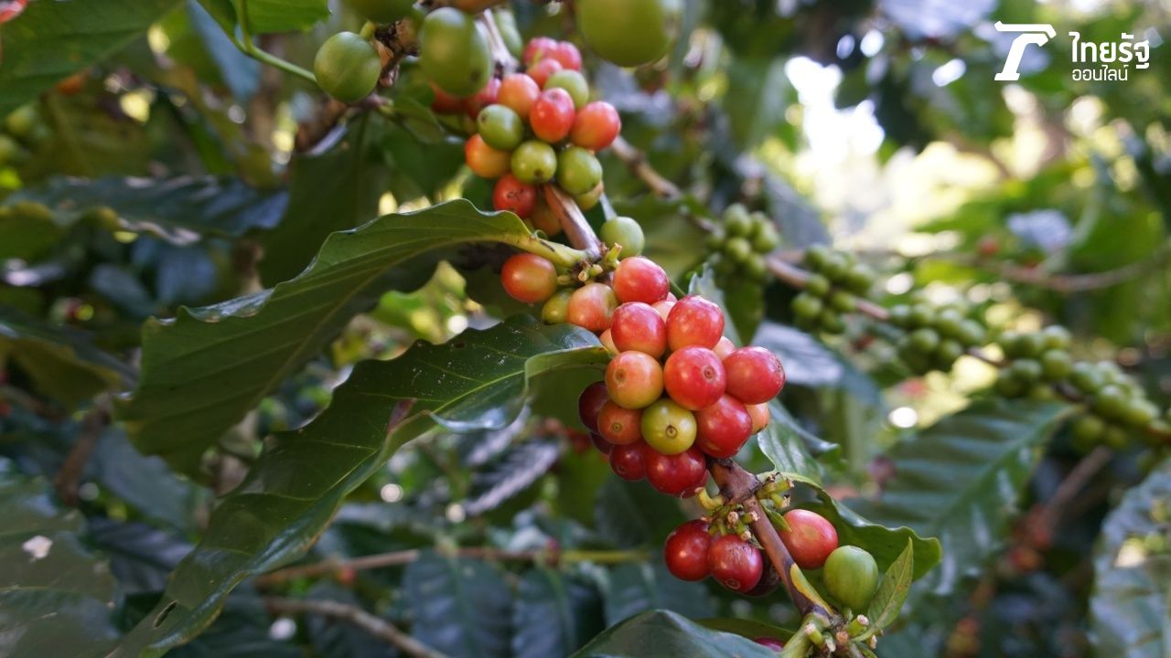 กาแฟเชอรี่