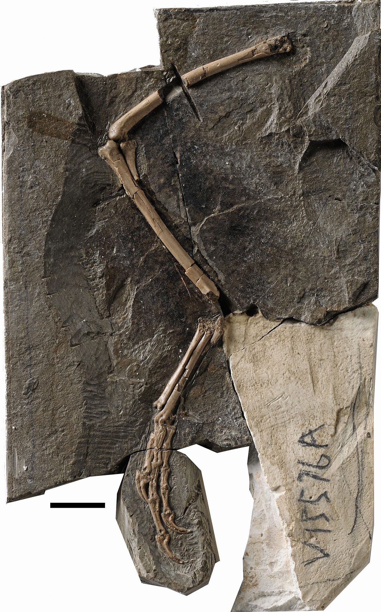 Main slab of Pengornithid Enantiornithine Credit : Jingmai O'Connor