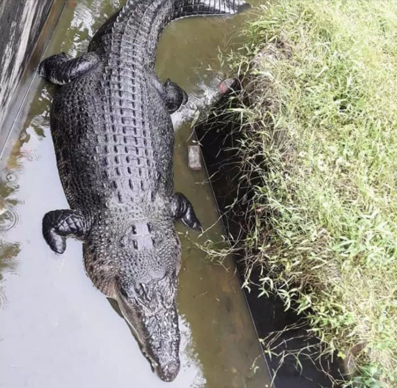 ภาพจาก Viral Press