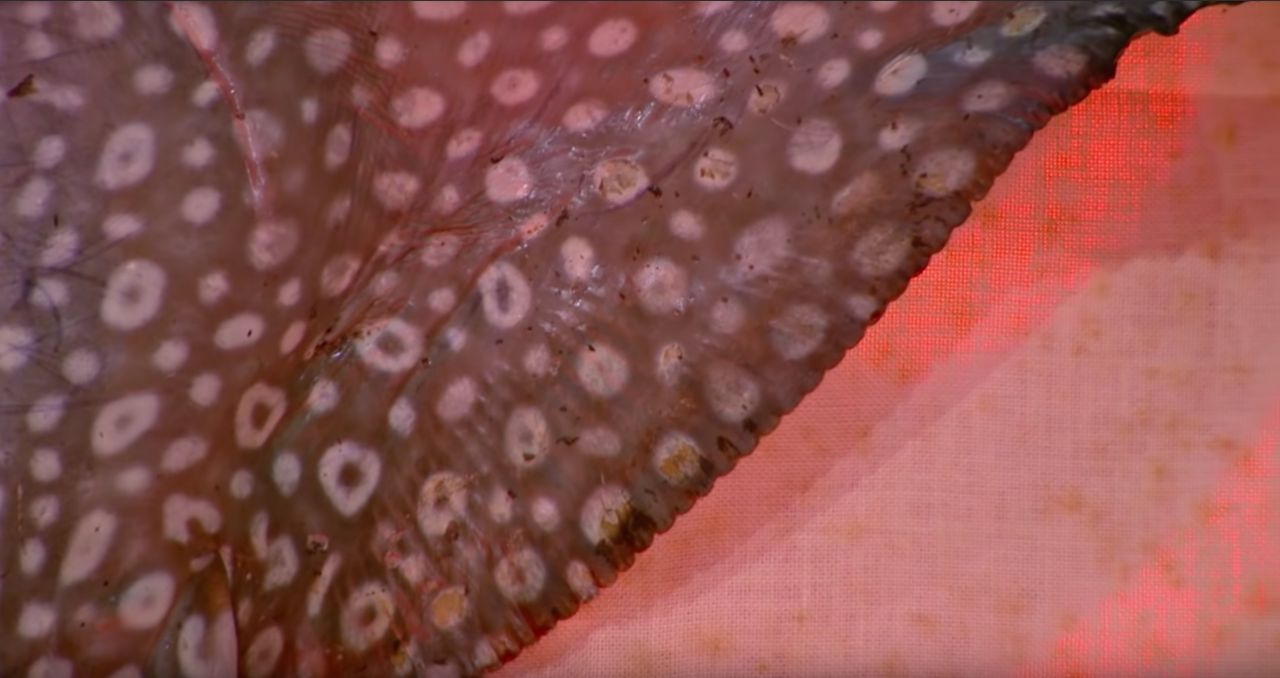 “ปลากระเบน” 