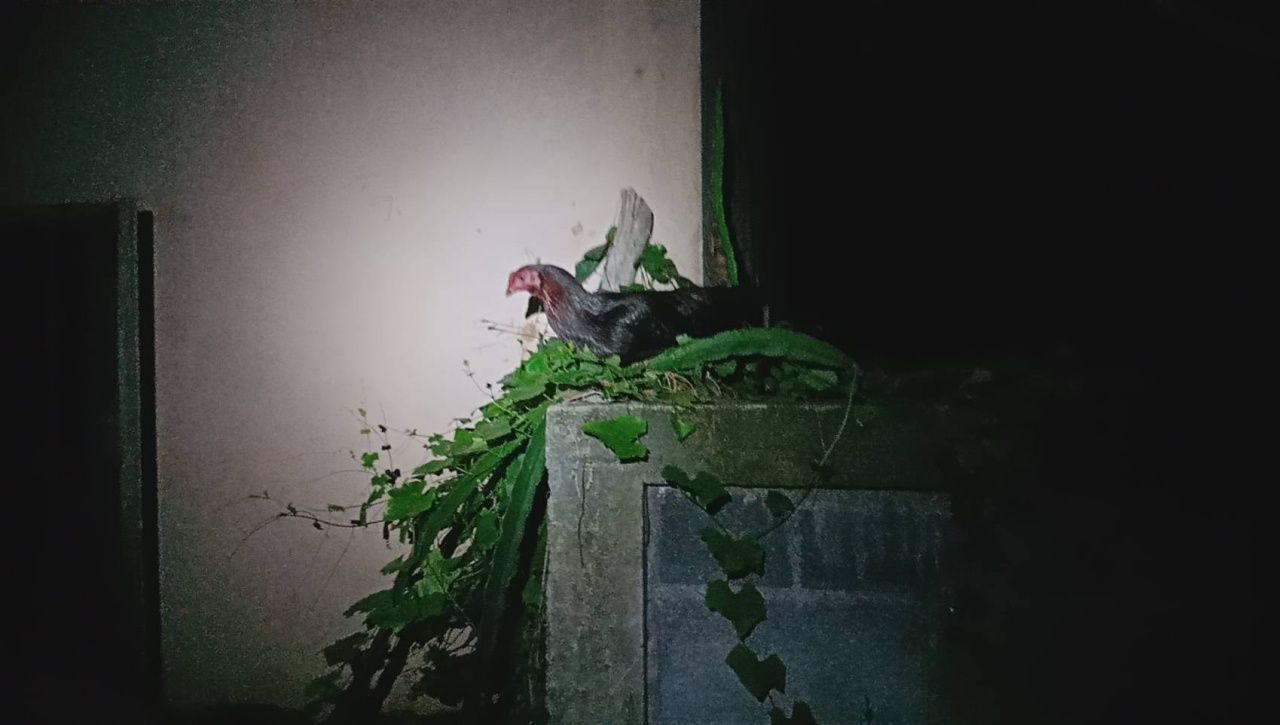 ไก่พื้นเมืองเพียงตัวเดียวที่รอดจากการถูกงูกิน