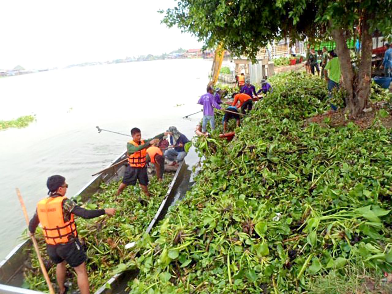 เจ้าหน้าที่และชาวบ้านล่องเรือไปเก็บผักตบชวา ส่งเข้าเครื่องย่อยทำเป็นปุ๋ยแจกเกษตรกร.