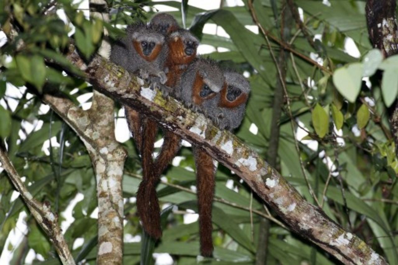 ภาพลิงติติสายพันธุ์ใหม่ที่พบในป่าแอมะซอนเมื่อหลายปีก่อน