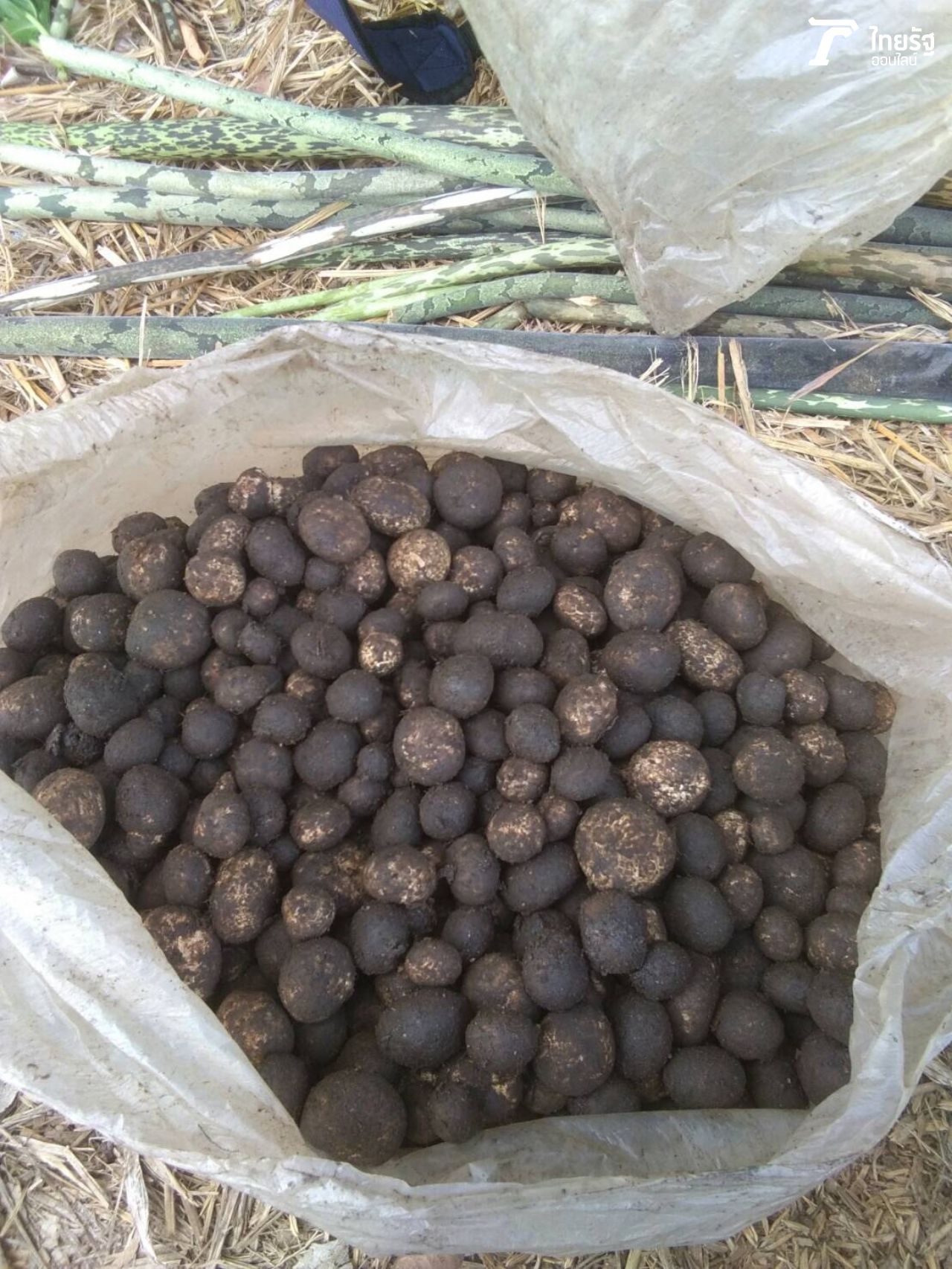 เห็ดเผาะ ที่กินได้ต้องไม่มีราก