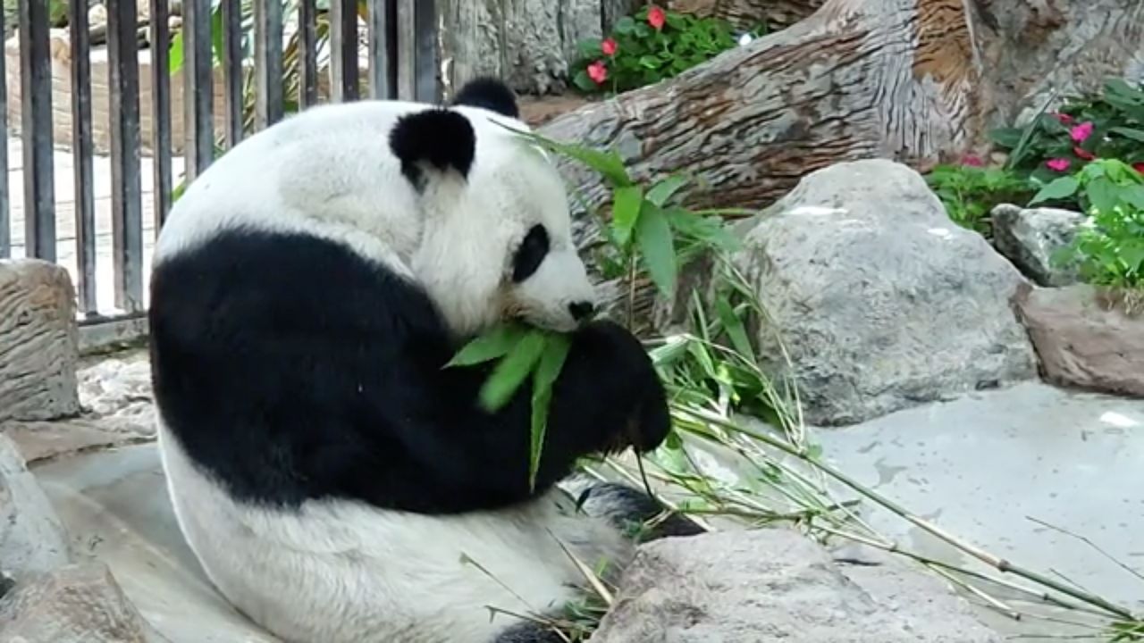 หลินฮุ่ย