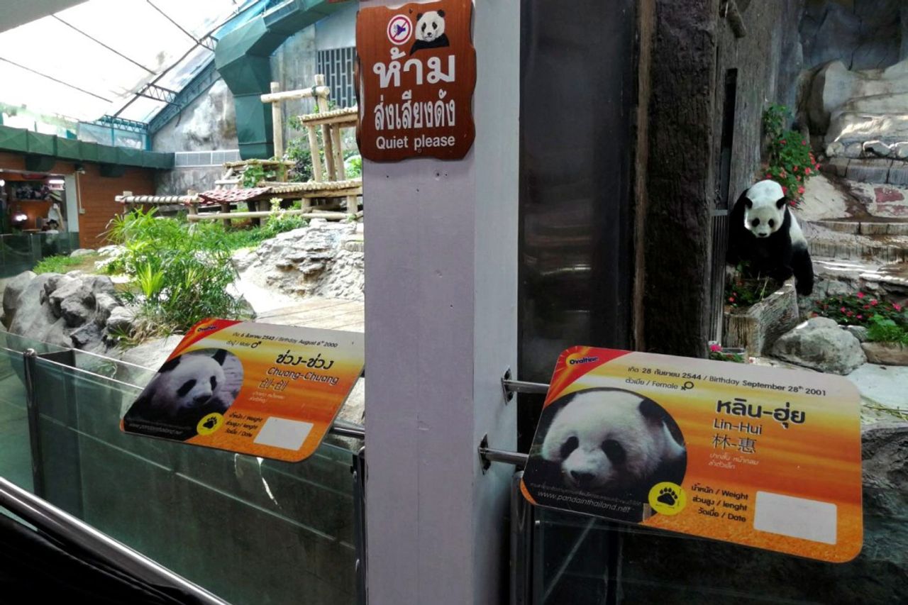 ‘หลินฮุ่ย’ แพนด้ายักษ์ เพศเมีย นั่งเหงาๆอยู่ในกรง ขณะที่กรงข้างๆว่างเปล่าไม่มี ‘ช่วงช่วง’ ซึ่งจากไป เมื่อ 16 ก.ย.62