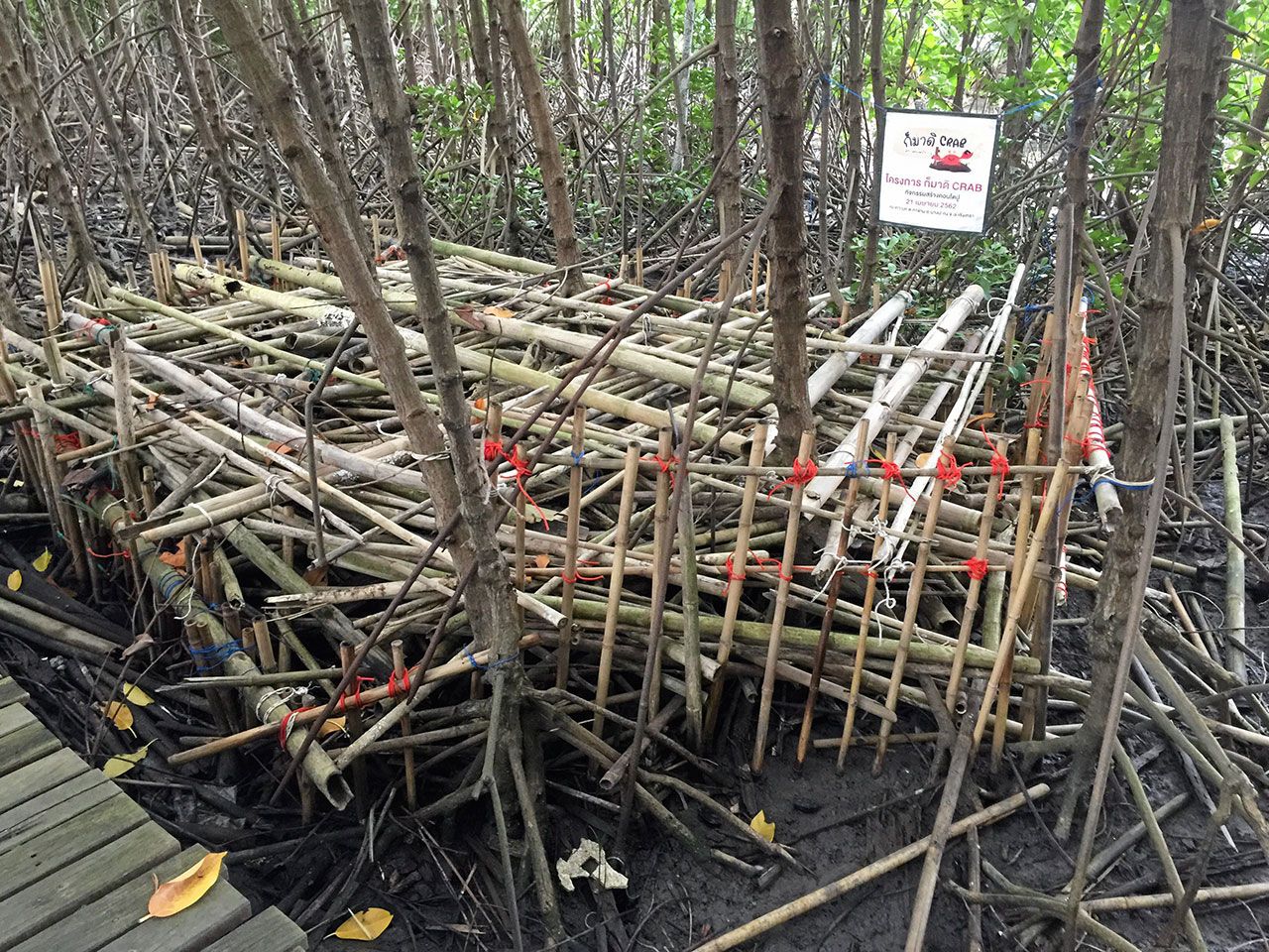 สภาพของคอนโดฯปู ที่ทำให้ปูแสมวางไข่ บนเกาะธรรมชาติท่าข้าม.