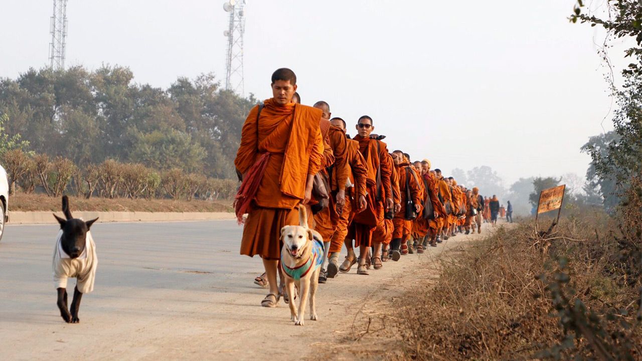 “เจ้าโส” สุนัขแสนรู้ของวัดไทยพุทธคยา เดินตามคณะพระธุดงค์เช่นเคย.