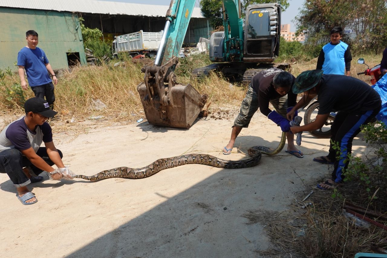 เจ้าหน้าที่กู้ภัยใช้ถุงเท้าครอบปากงูเหลือมเอาไว้เพื่อป้องกันอันตราย