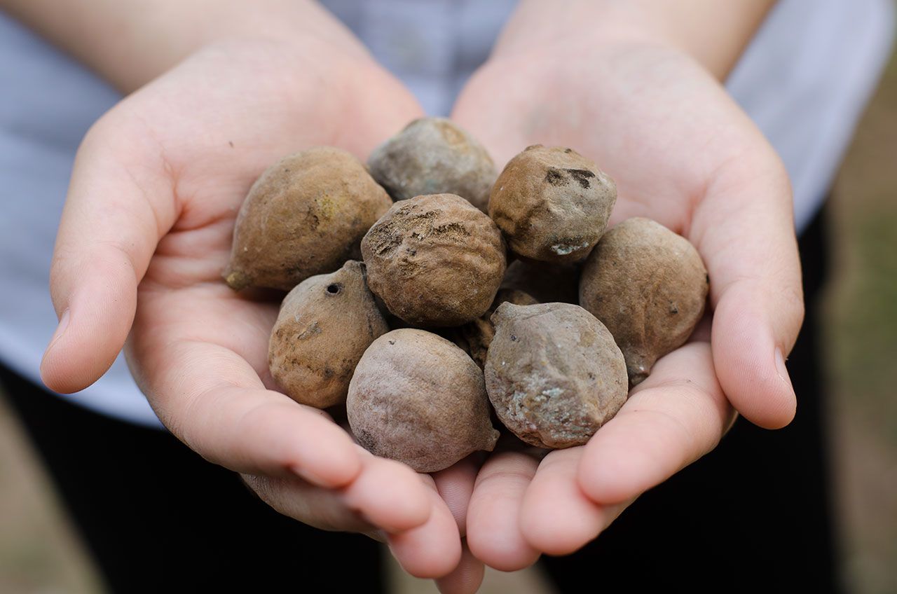 สมอพิเภก