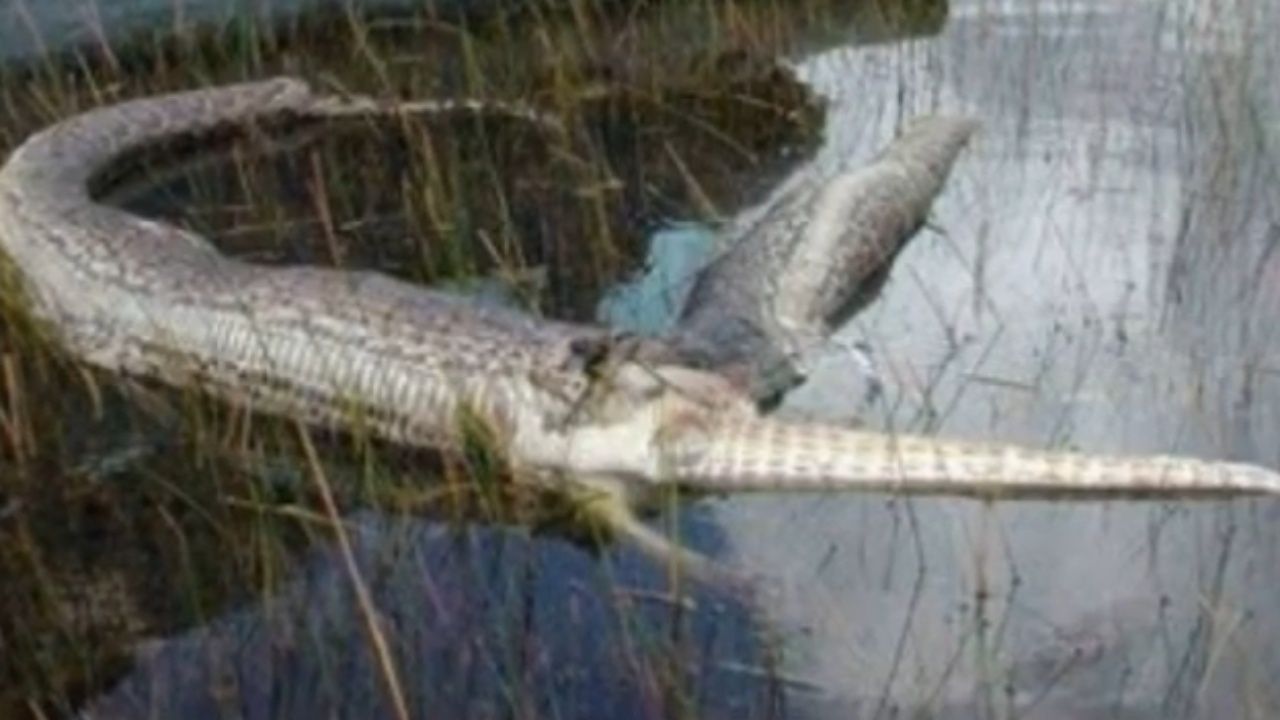 งูหลามท้องแตกตายขณะเขมือบจระเข้น้ำเค็ม ในสหรัฐอเมริกา