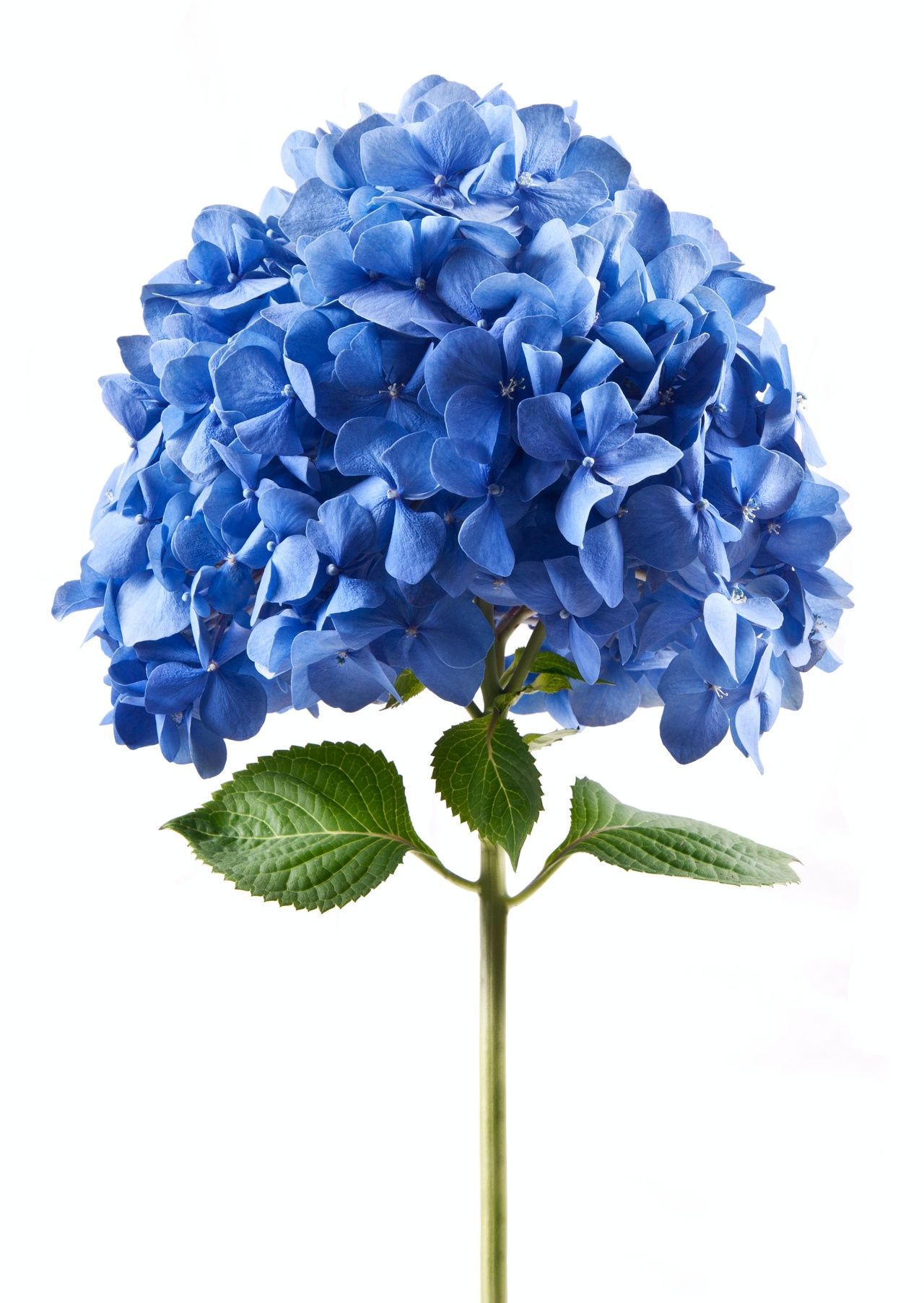 ไฮเดรนเยีย