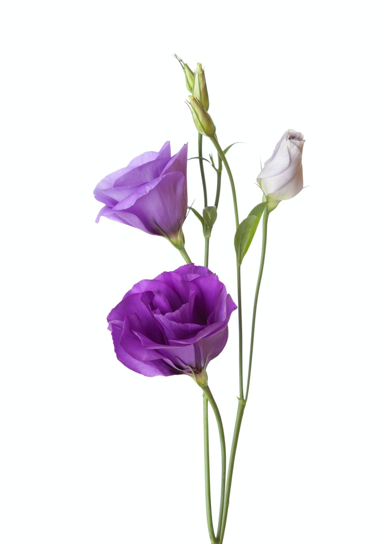 ดอกไลเซนทัส