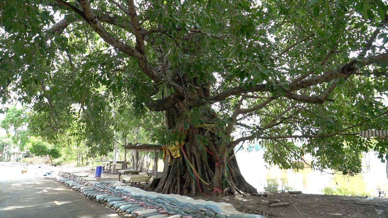 ต้นกร่างที่เกิดเหตุ