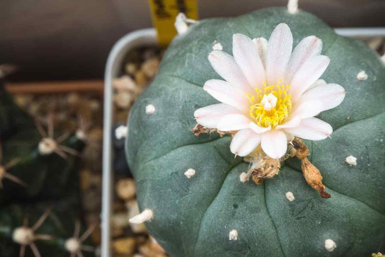 Lophophora williamsii