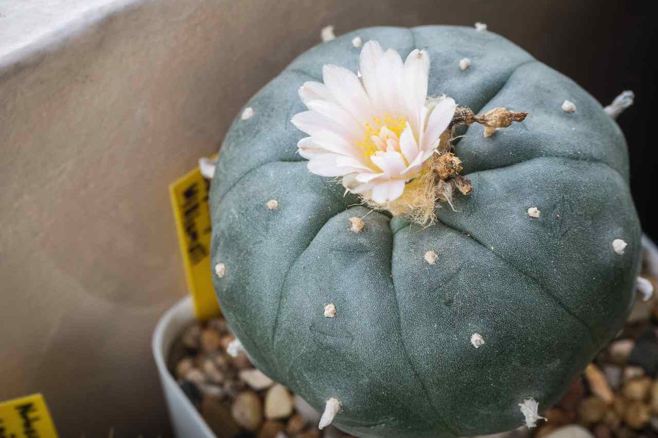 Lophophora williamsii