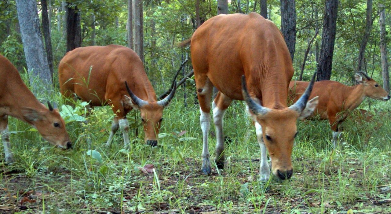 ฝูงวัวแดงที่ถูกพบในจังหวัดมณฑลคีรี ของกัมพูชา เมื่อวันที่ 30 พ.ค. 2552