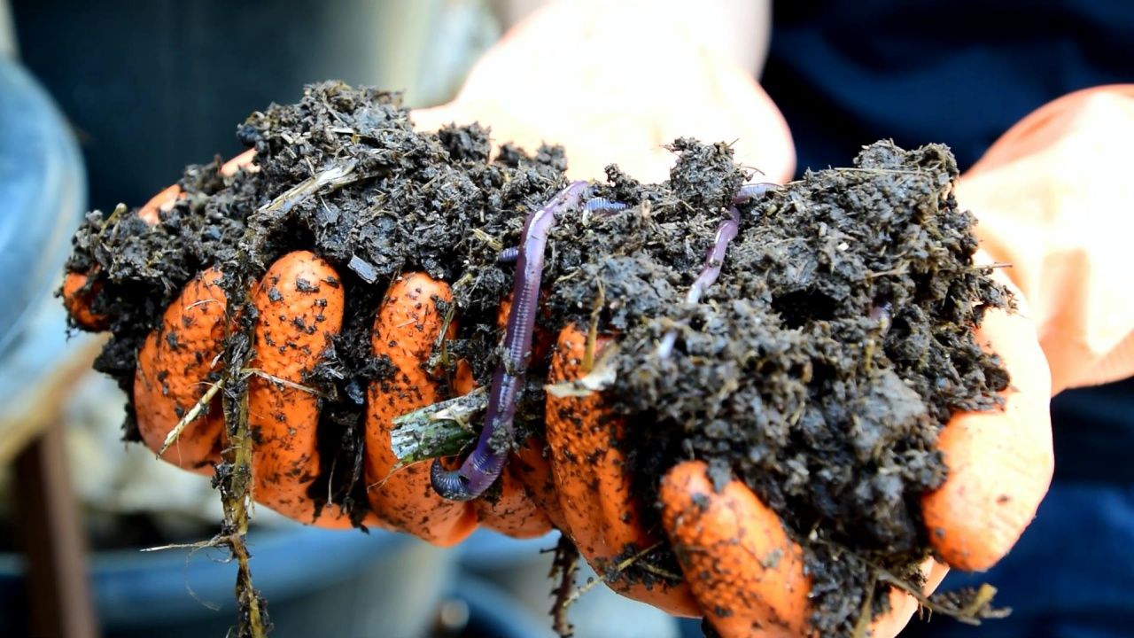 มูลไส้เดือน ปุ๋ยธรรมชาติสุดแสนวิเศษ