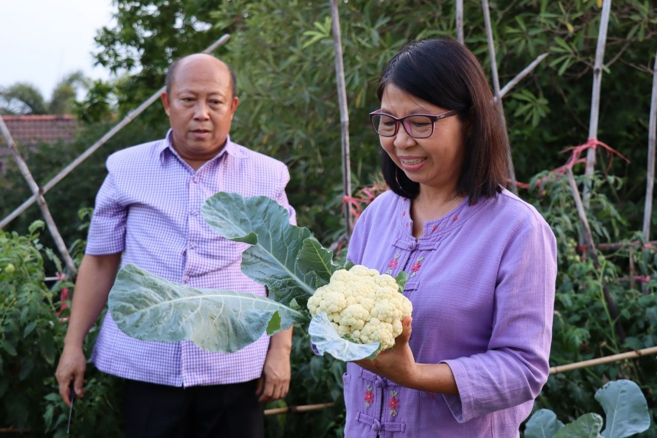 กะหล่ำดอกนี้ ปลอดสารเคมี