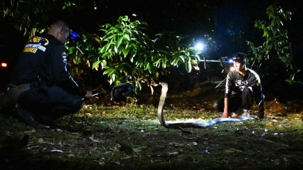 อุปกรณ์ให้แสงสว่าง คือสิ่งจำเป็นในการจับอสรพิษ  