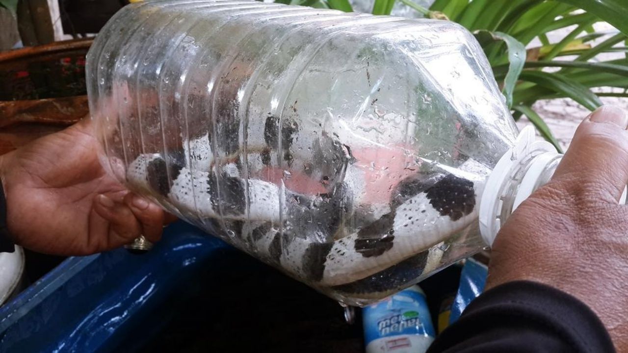 ดูแลงูทุกตัวที่จับมา 