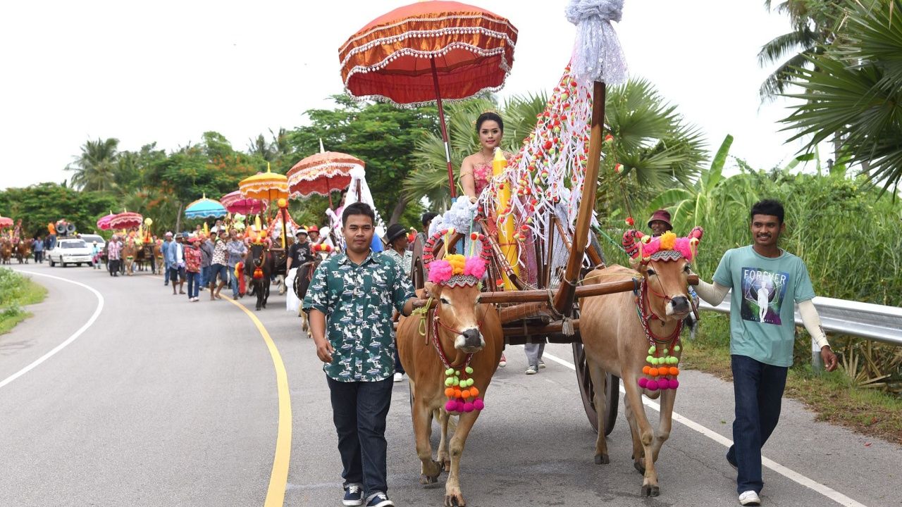 วัวถูกใช้ในหลากหลายกิจกรรรม